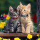 kitandkaboodle kitandkaboodle