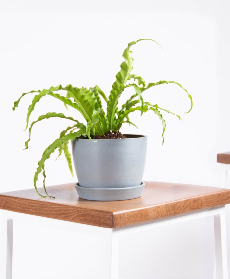 Bloomscape Potted Bird's Nest Fern