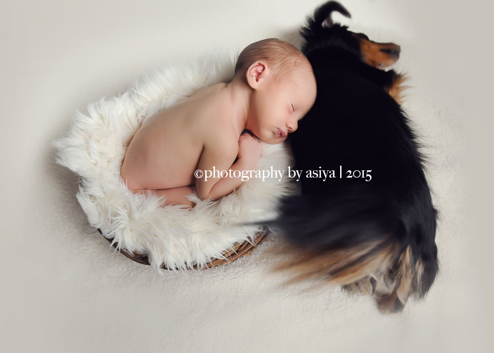 Adorable Newborn and Pet Photos