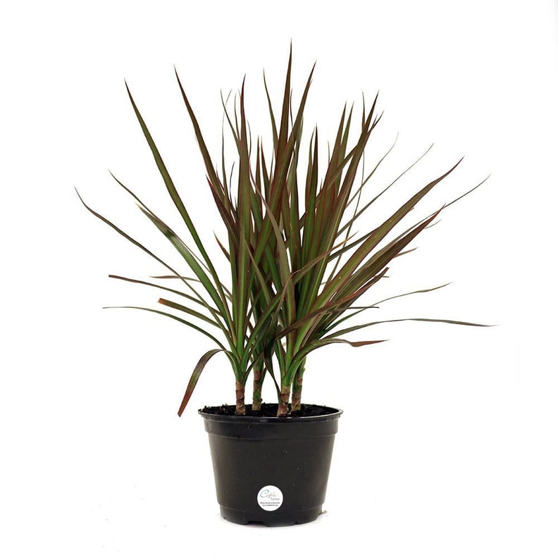 Dracaena