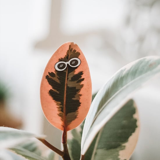Shop Plant Pins For Your House Plants