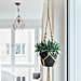 Best Indoor Hanging Plants