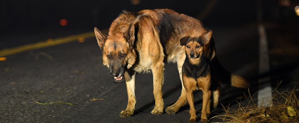 Animals Being Rescued From California Wildfires Nov. 2018