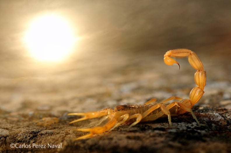 Grand Title Winner, Young Wildlife Photographer of the Year 2014