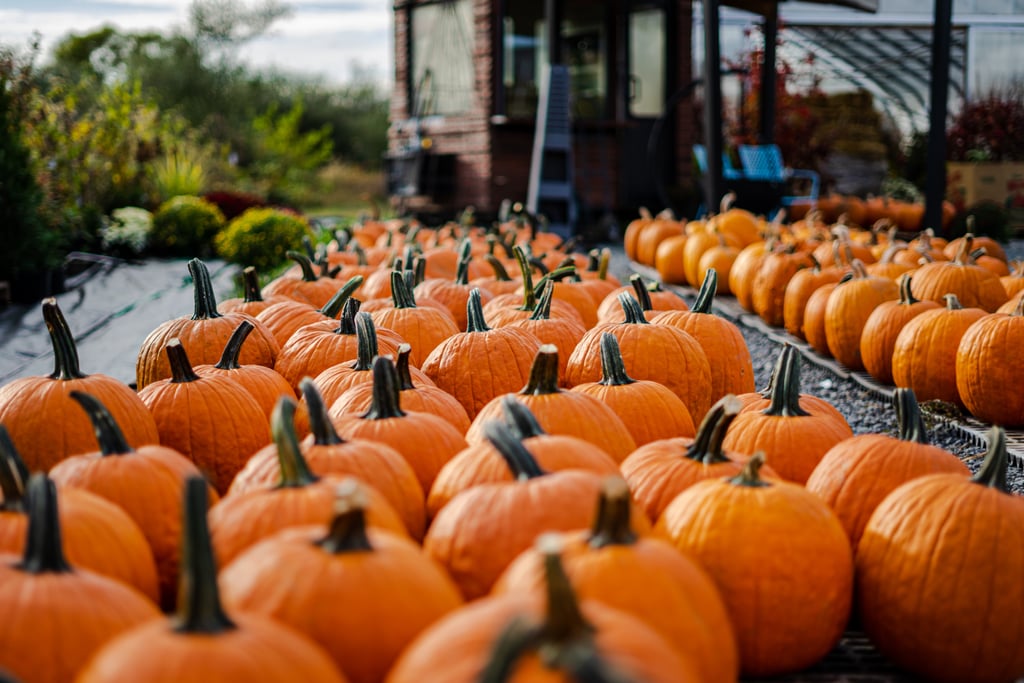 Pumpkin Zoom Background