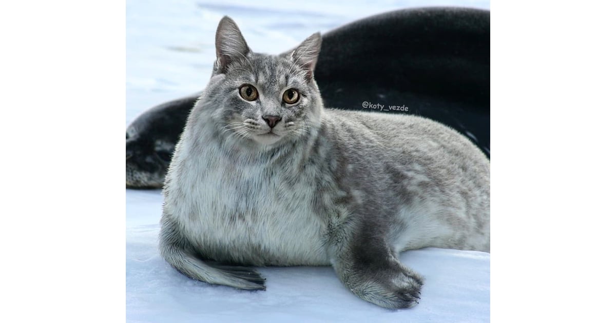 Arctic Sea Lion With a Cat's Face | Funny Artist's Photos of Cats as