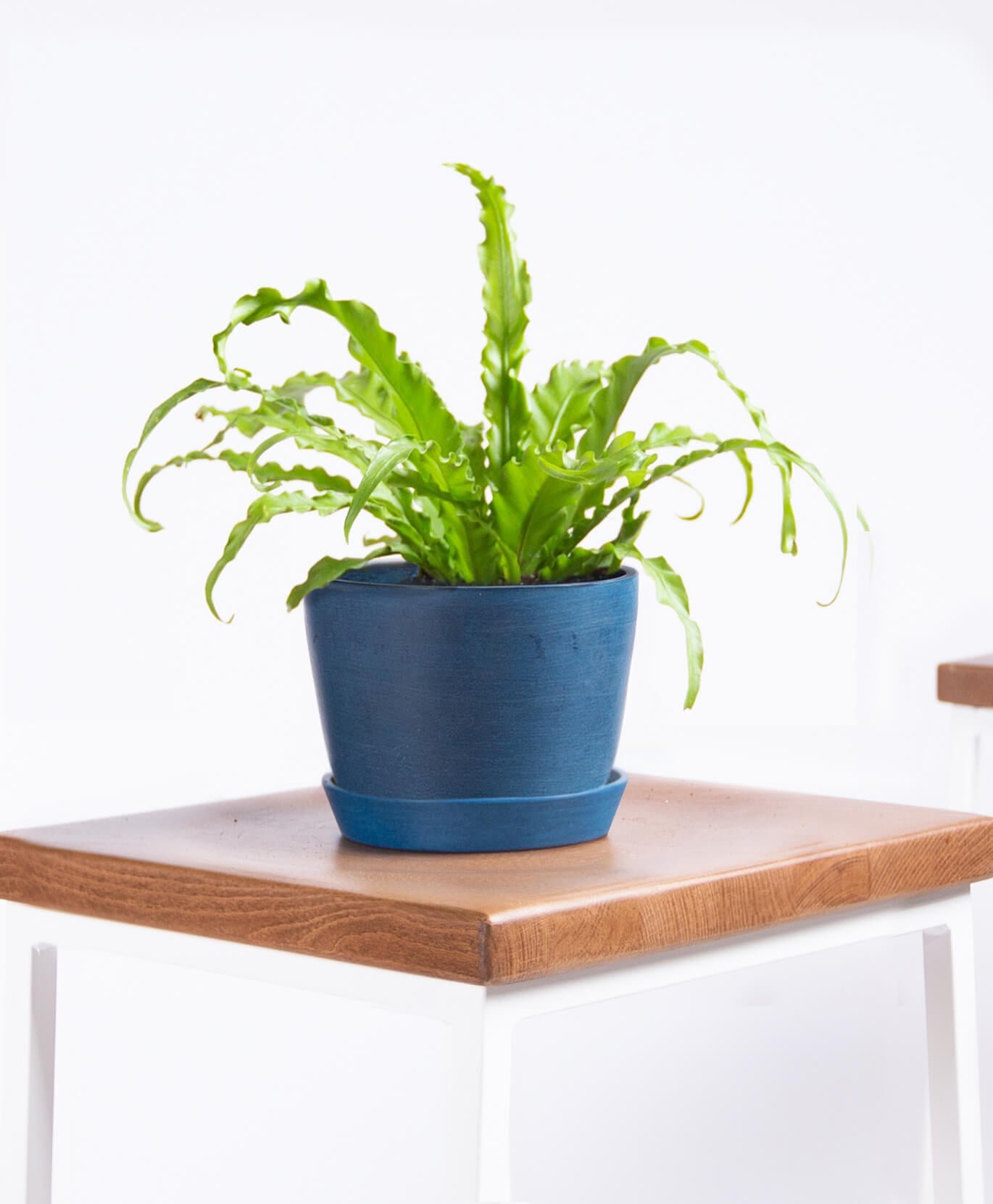 The Best Pet Friendly Plants From Bloomscape Popsugar Home