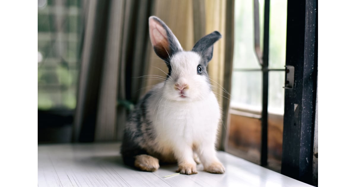 Rabbit 10 of the Easiest Small Pets to Take Care Of POPSUGAR UK