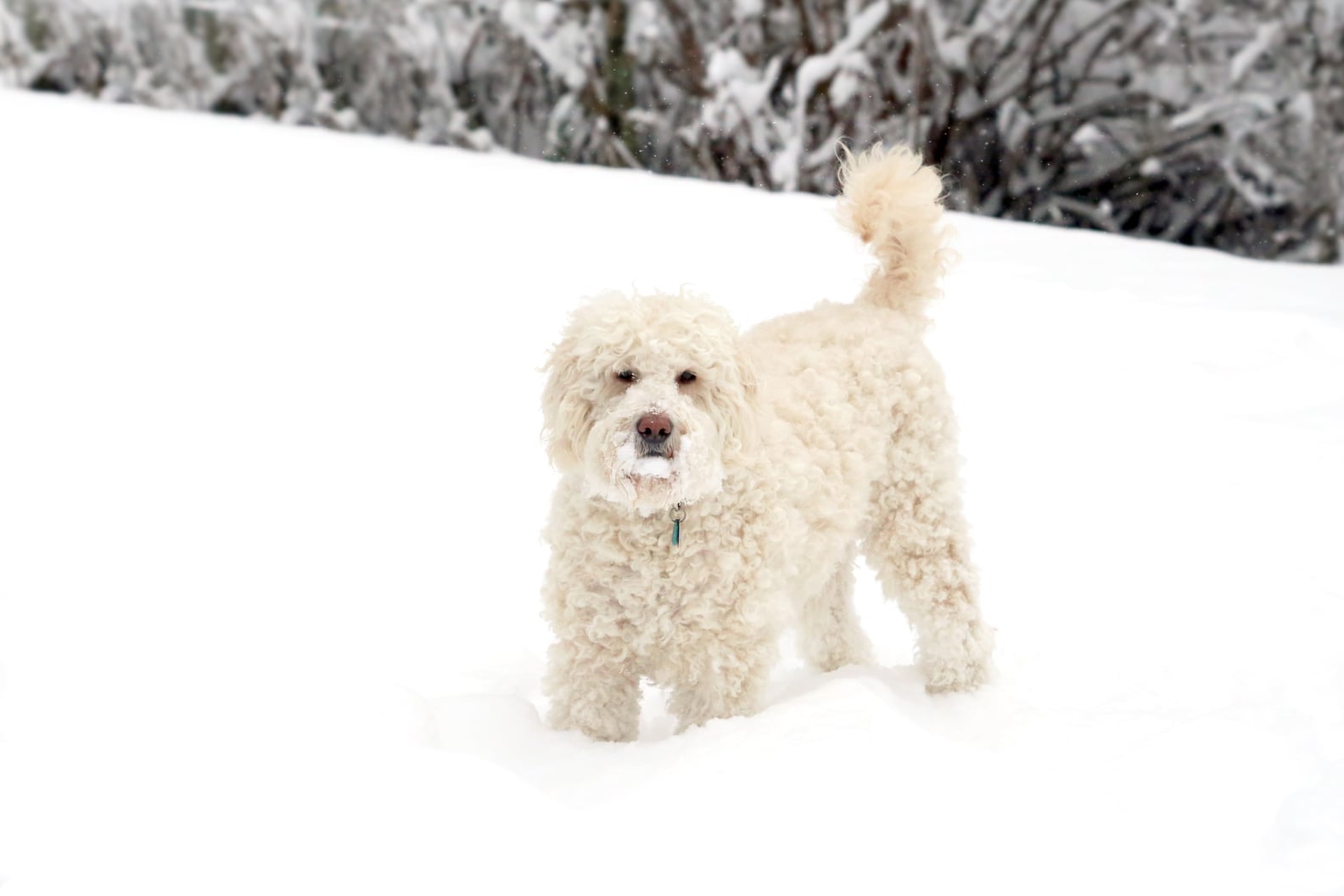 Cute Pictures of Goldendoodles POPSUGAR Pets