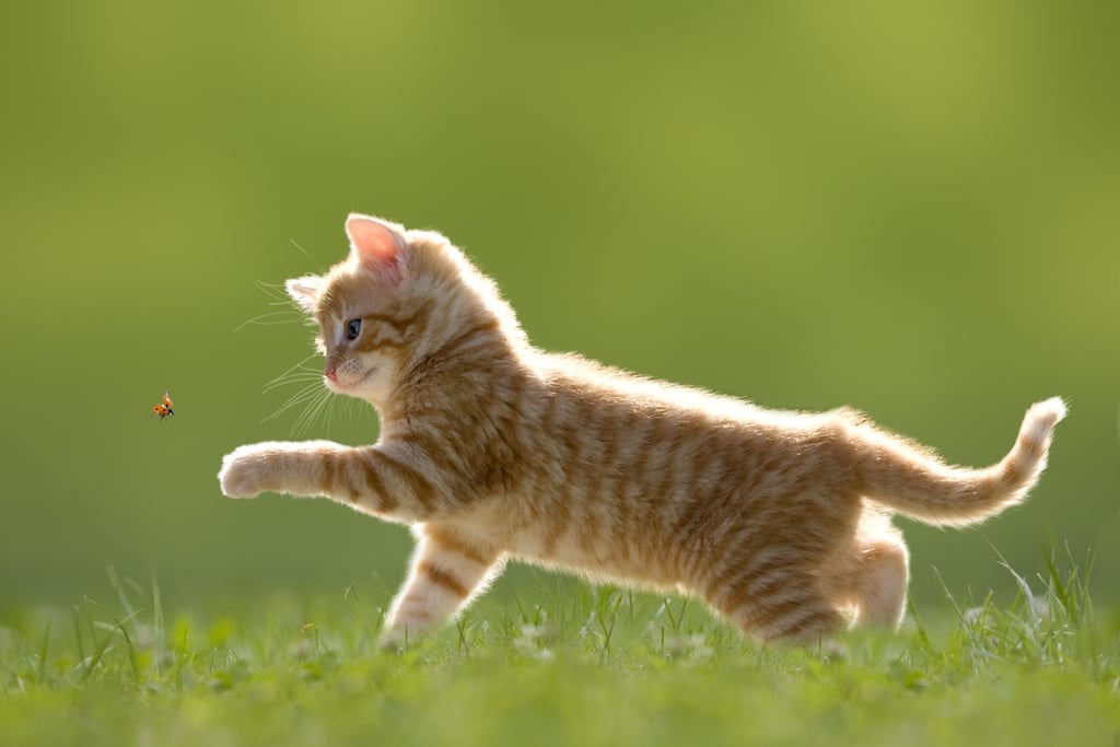 You Get to Chase Ladybugs