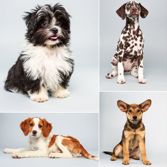 Puppy Bowl X Starting Lineup