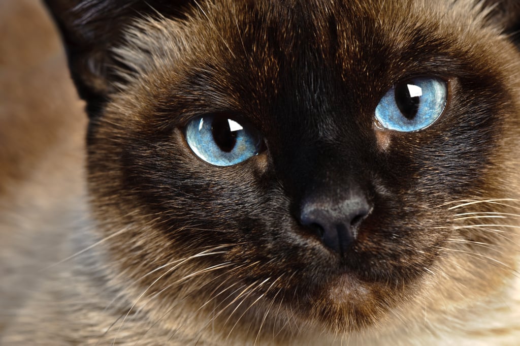Cat Food Breath, 48K Following