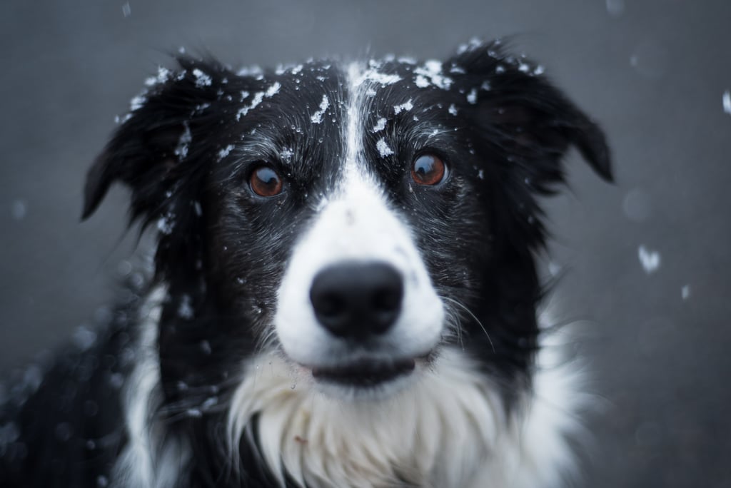 Cute Pictures of Border Collies