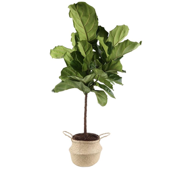 Best Trees And Plants From Home Depot Popsugar Home,Dog Seizures Cause