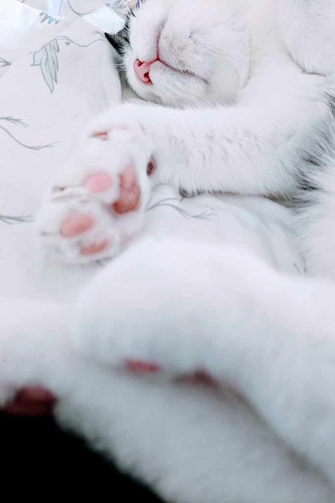 Loooook at the pink toe beans!