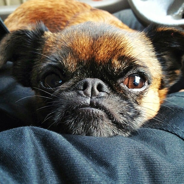 Cute Smushed-Faced Dogs | POPSUGAR Pets
