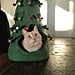 Celebrate the Holidays With a Christmas Tree Bed For Cats