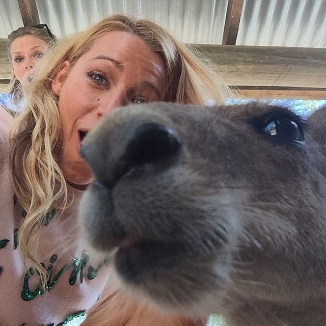 Taylor Swift's Instagram Pictures With Kangaroos 2015