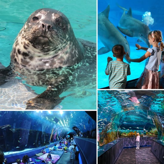 Best Aquariums For Kids POPSUGAR Family