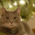 Cats May Lay Under the Christmas Tree Because It Makes Them Feel Safe — Awww!