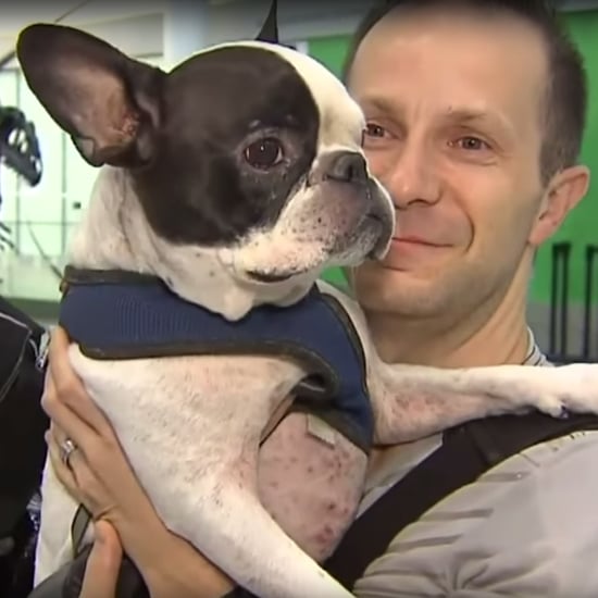 Air Canada Flight Rerouted to Save Dog