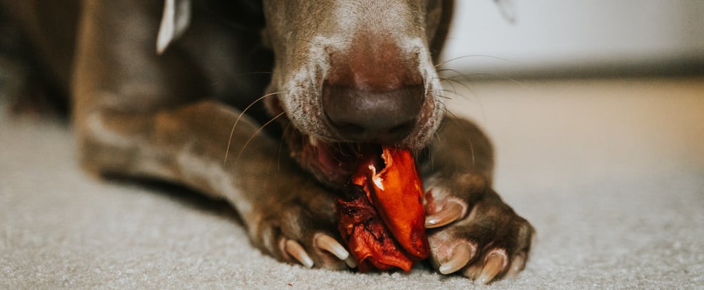 What to Do If Your Dog or Cat Eats Chocolate