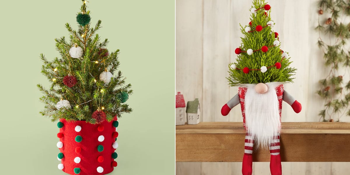 Best Live Tabletop Christmas Trees 2022 POPSUGAR Home