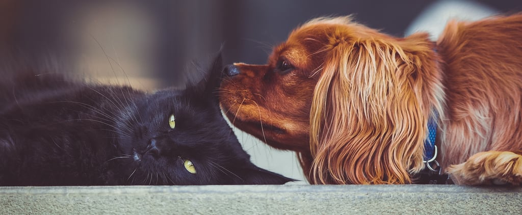 How to Give a Pet a Pill