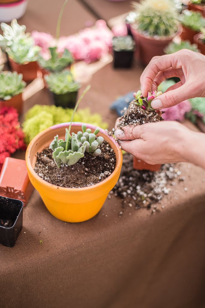 Succulent Planting Succulent Planting