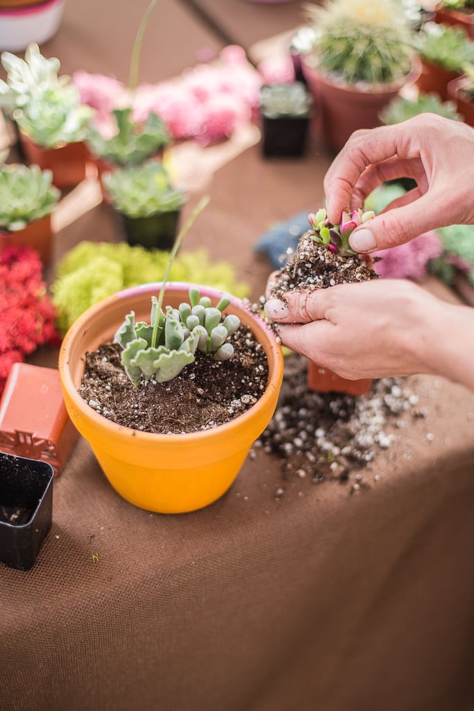 Succulent Planting