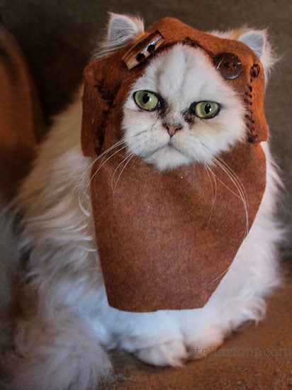 Ewok Cat