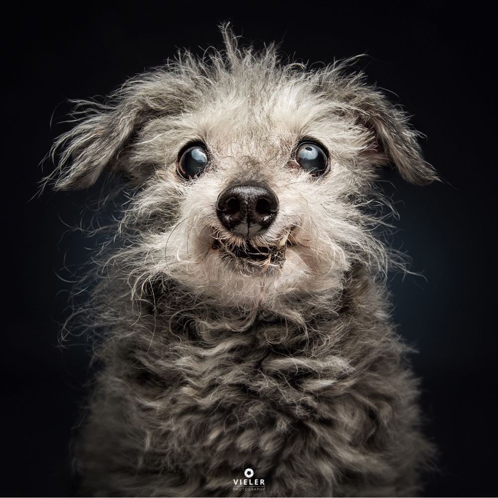 Dogs Catching Treats Photo Series