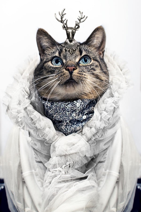 High-Fashion Cat