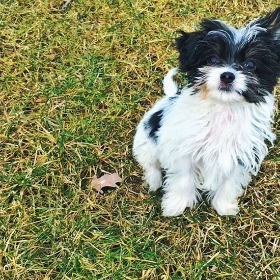 Tom Brady and Gisele Bundchen's New Dog, Fluffy