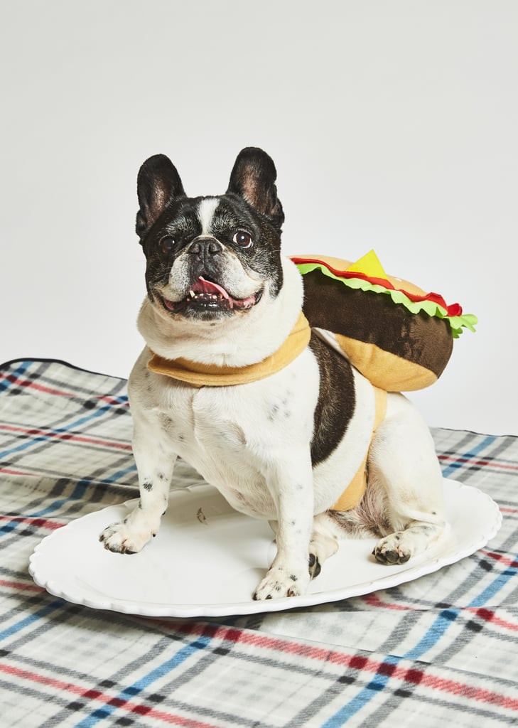 Pet Halloween Costumes From HomeGoods