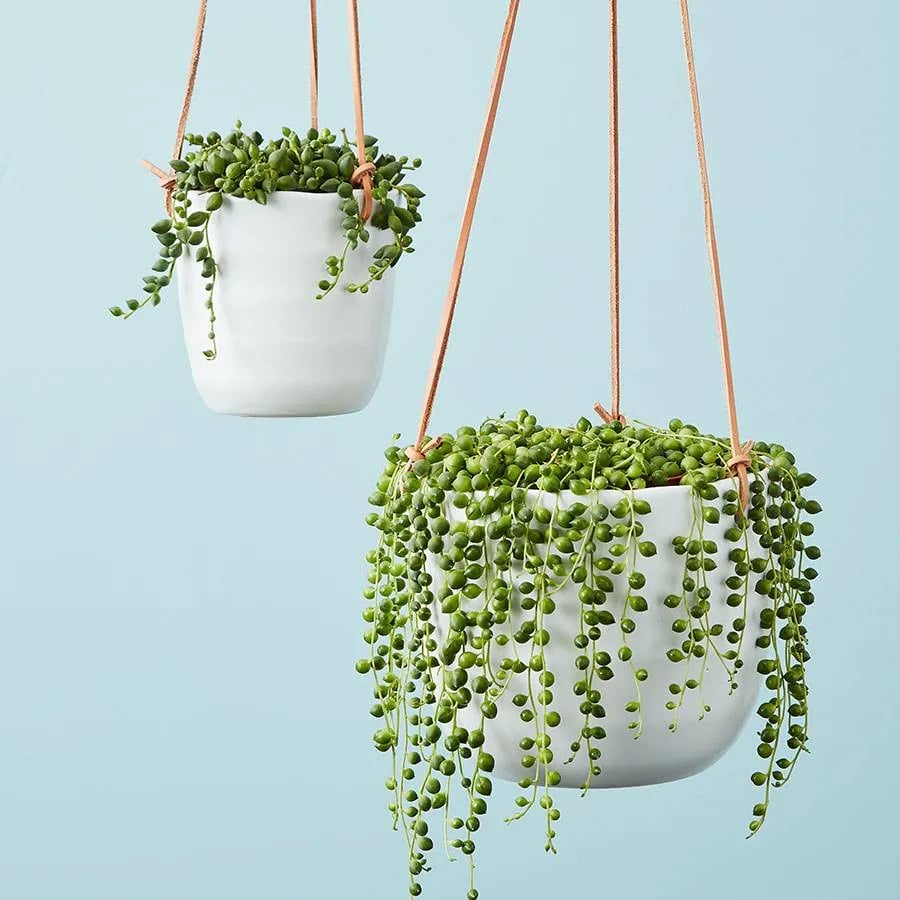 String of Pearls Hanging Succulent Plant