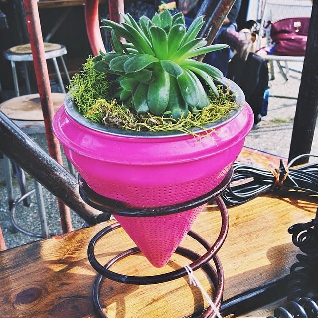 Pick out cool plants and pot them for your home.