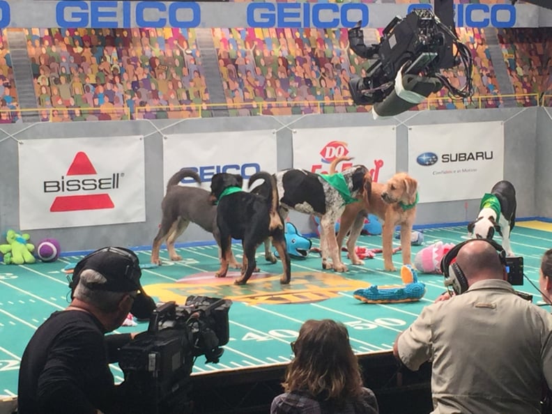 The puppies are filmed in groups.
