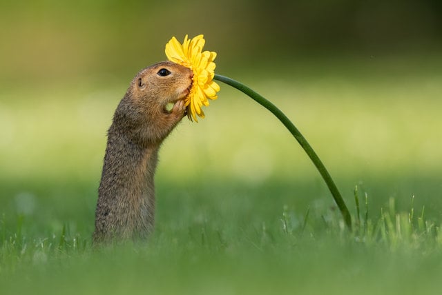 Photos of Squirrel Smelling Flowers From Dick van Duijn