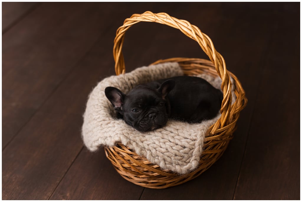 Newborn Photo Shoot With French Bulldog Puppy