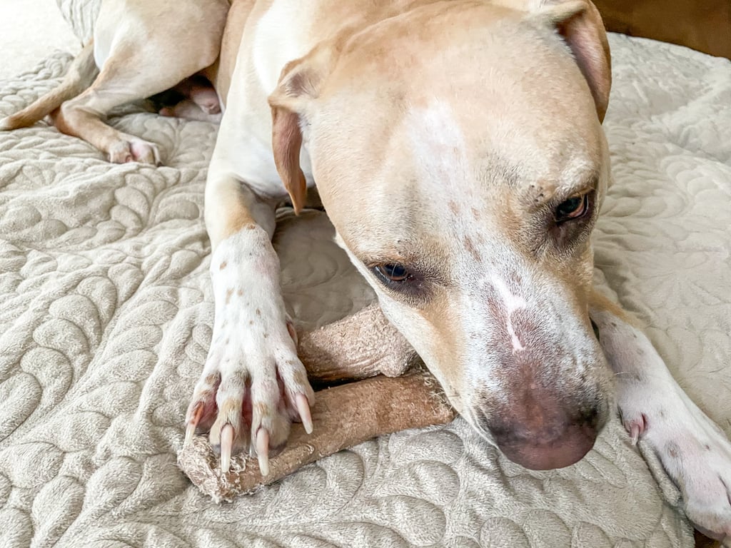 Petstages dogwood online stick review