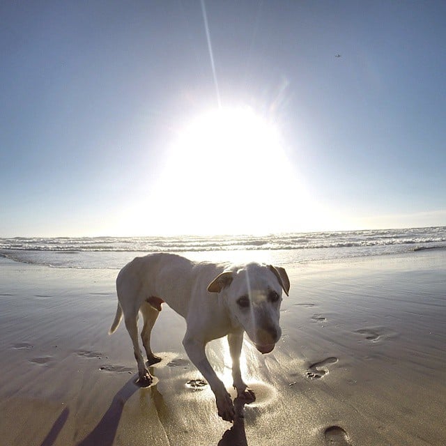Poh the Dog Cross-Country Road Trip