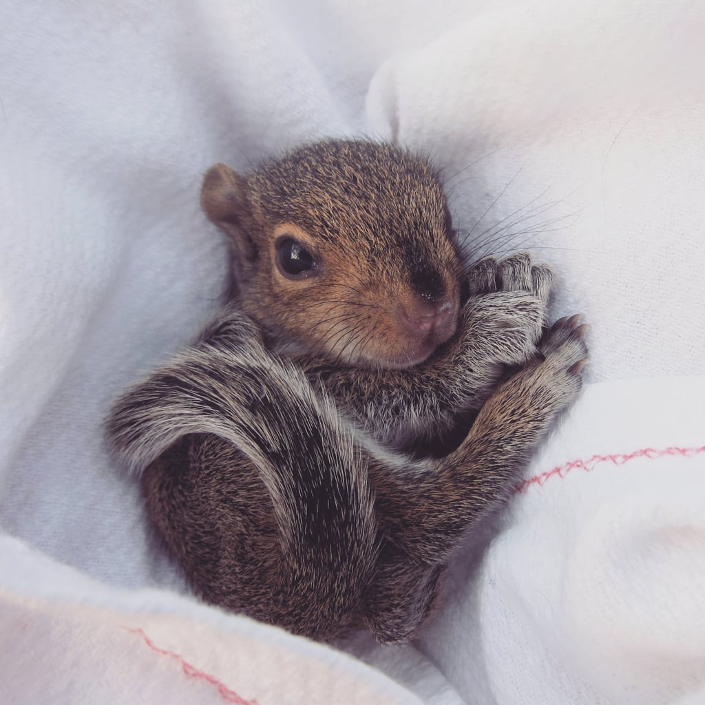 Newborn Squirrel Photo Shoot