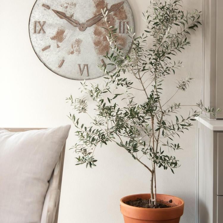Live Olive Tree Joanna Gaines's Magnolia Store Has Live Plants For