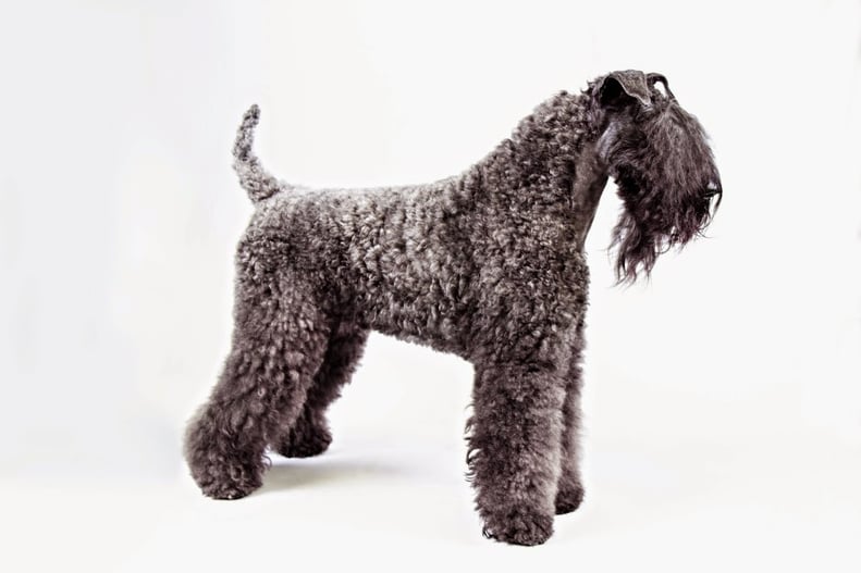 Kerry Blue Terrier