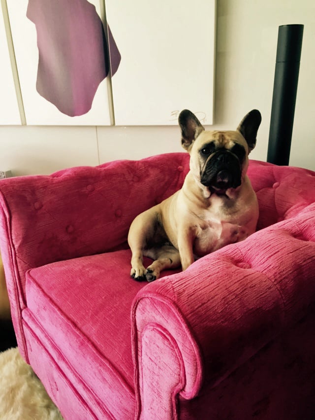 David loves his home's new look — and so do his dogs.