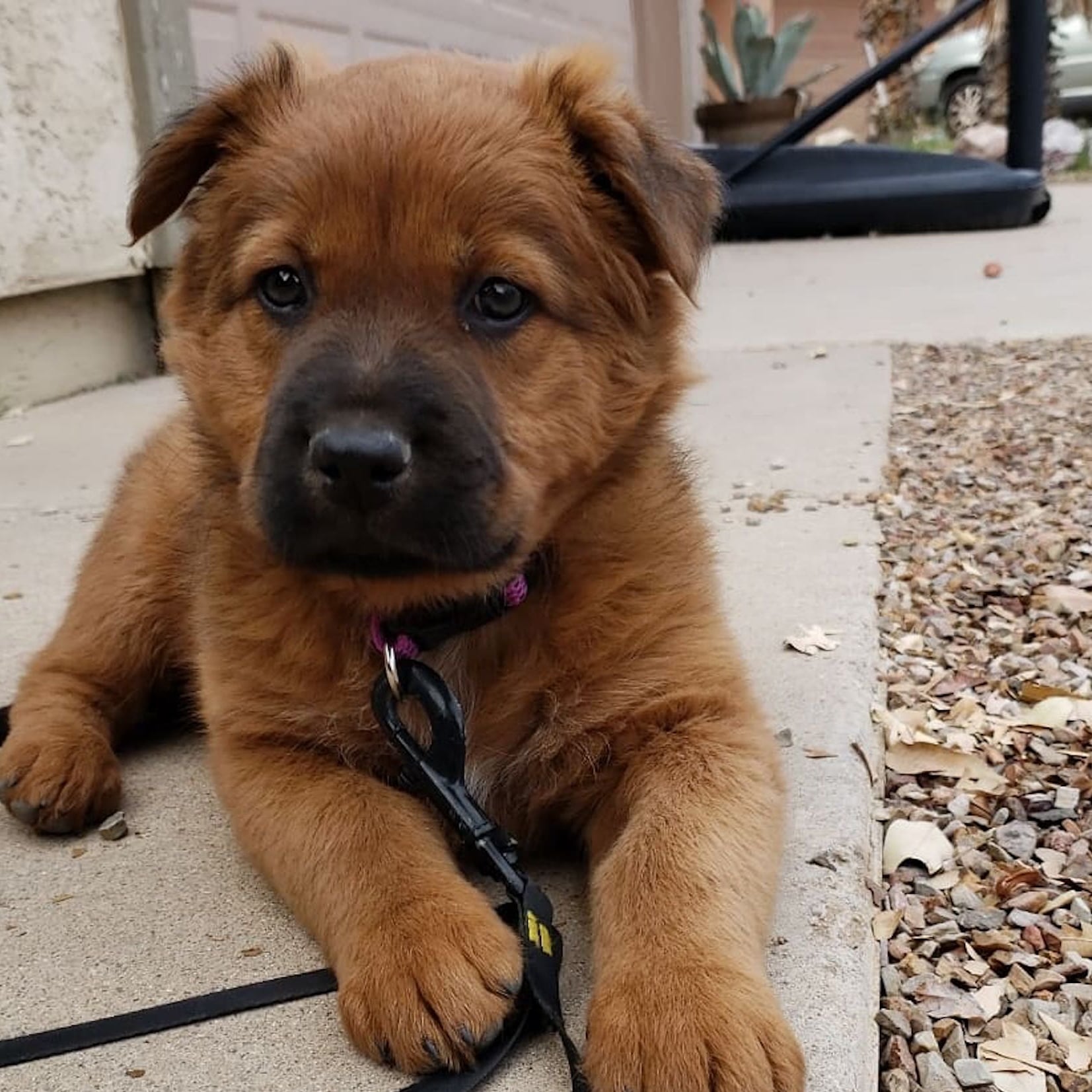 golden shepherd retriever mix