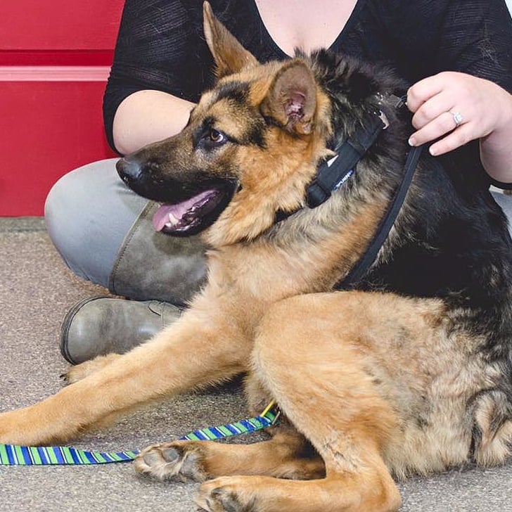 German shepherd with short spine discount