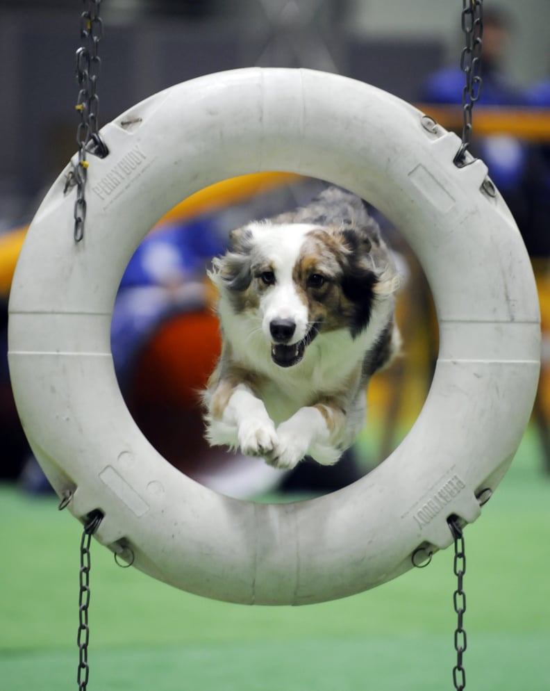 Play Organized Doggie Sports