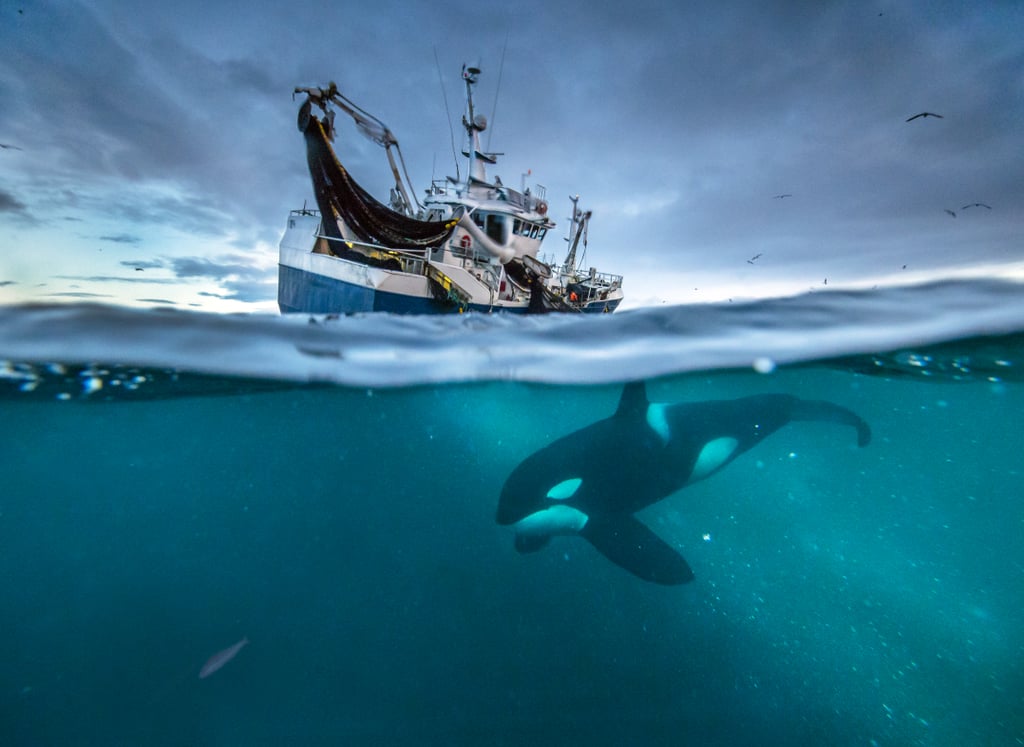 A humpback whale feeding on herring.